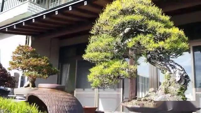 中国盆景の世界 第2巻 花盆 中国盆景の世界 第2巻 花盆 中国盆景の世界2 花盆 ☆在庫なし