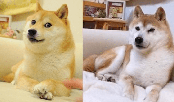 活在你表情包里的神烦狗doge,本体现在过得怎么样?