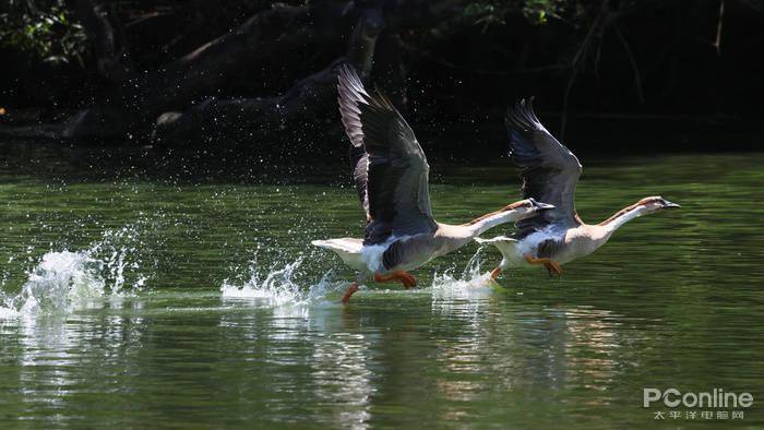 慢动作|2.6w还买不到？EOS R5玩8K视频，高端PC直接崩