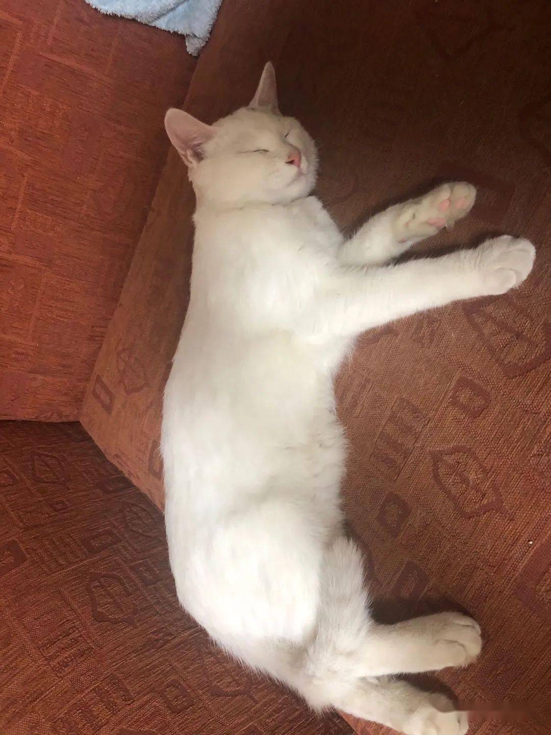 怎么养小猫咪小猫会乖 a9796ac5416e4b1c9e8b92c7d6c3f0a1.jpeg