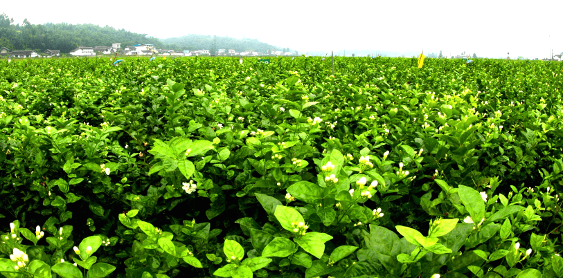 犍为县种植茉莉花已有300多年历史茉莉花产业被列为了全县农业的主导