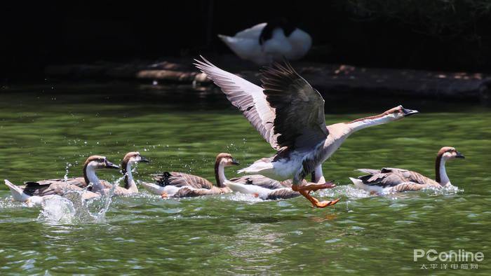 慢动作|2.6w还买不到？EOS R5玩8K视频，高端PC直接崩