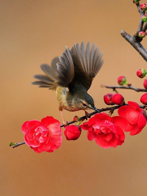 大自然之美:鸟语花香
