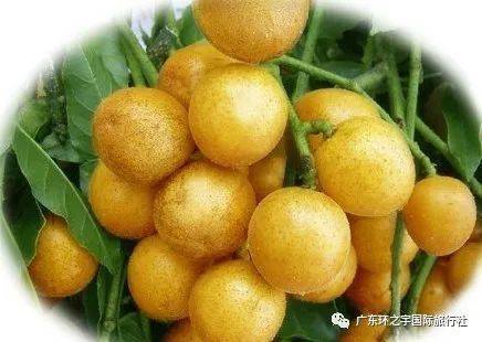 黄皮是哪个季节的 c70e0ed45bc94fed8795eb006d65eb99.jpeg