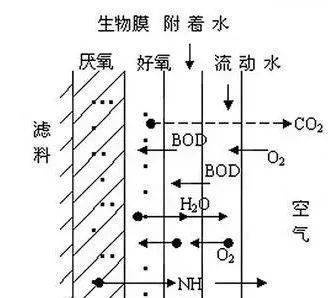 什么是生物膜法，有哪几种类型