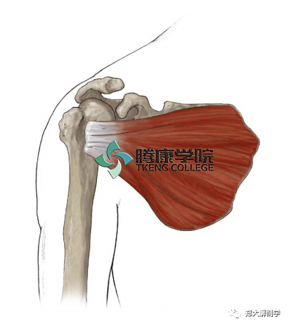 怎样瘦肩胛肌 ef2244506bb04a4aa3b3b3eac59df0b6.png