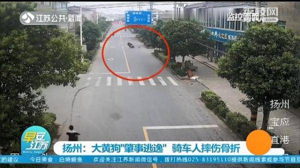 监控|大黄狗撞上电动车“肇事逃逸”，民警反复看监控找到狗主人