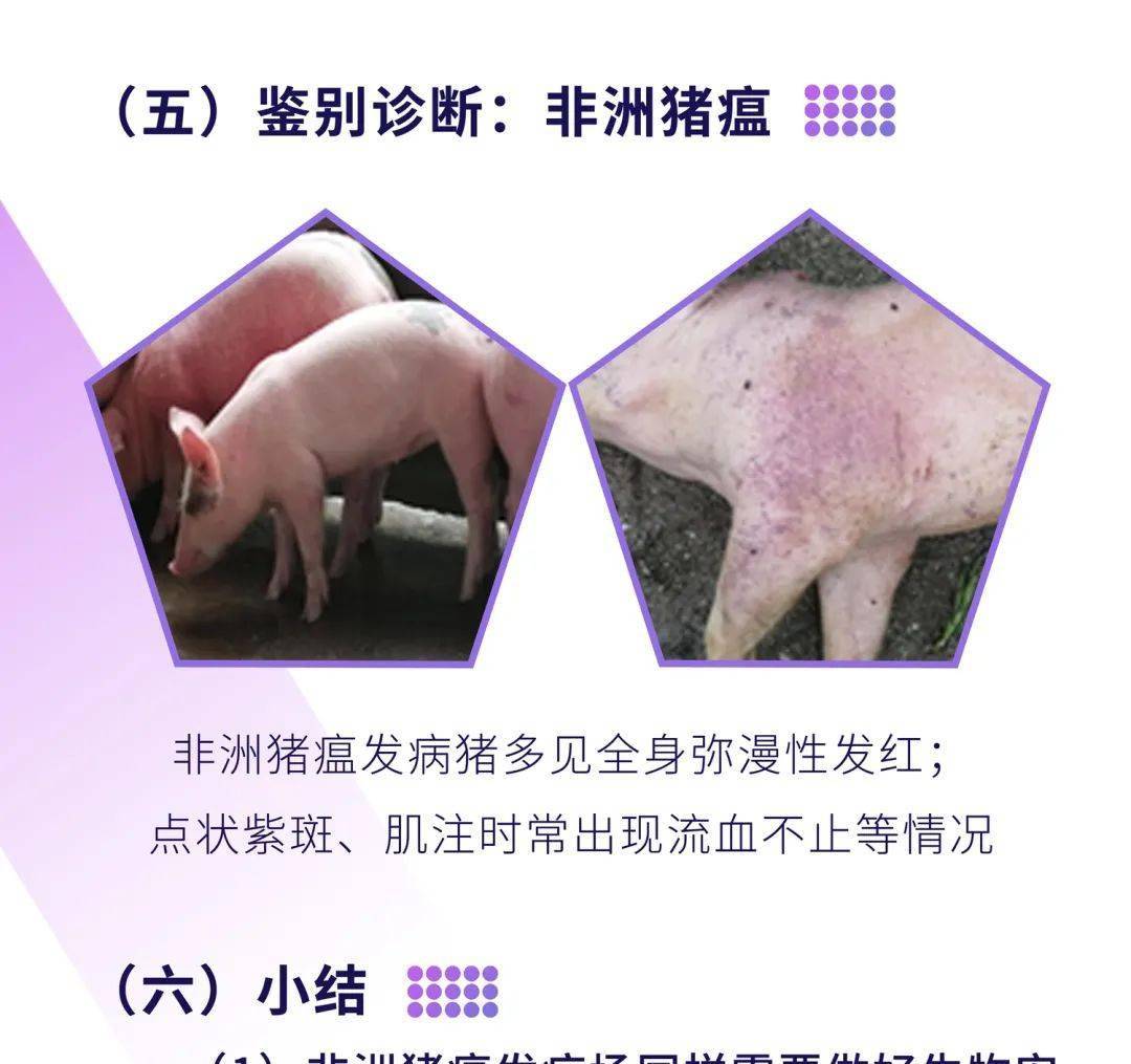 养猪人务必警惕,猪出现这些症状未必是非洲猪瘟!