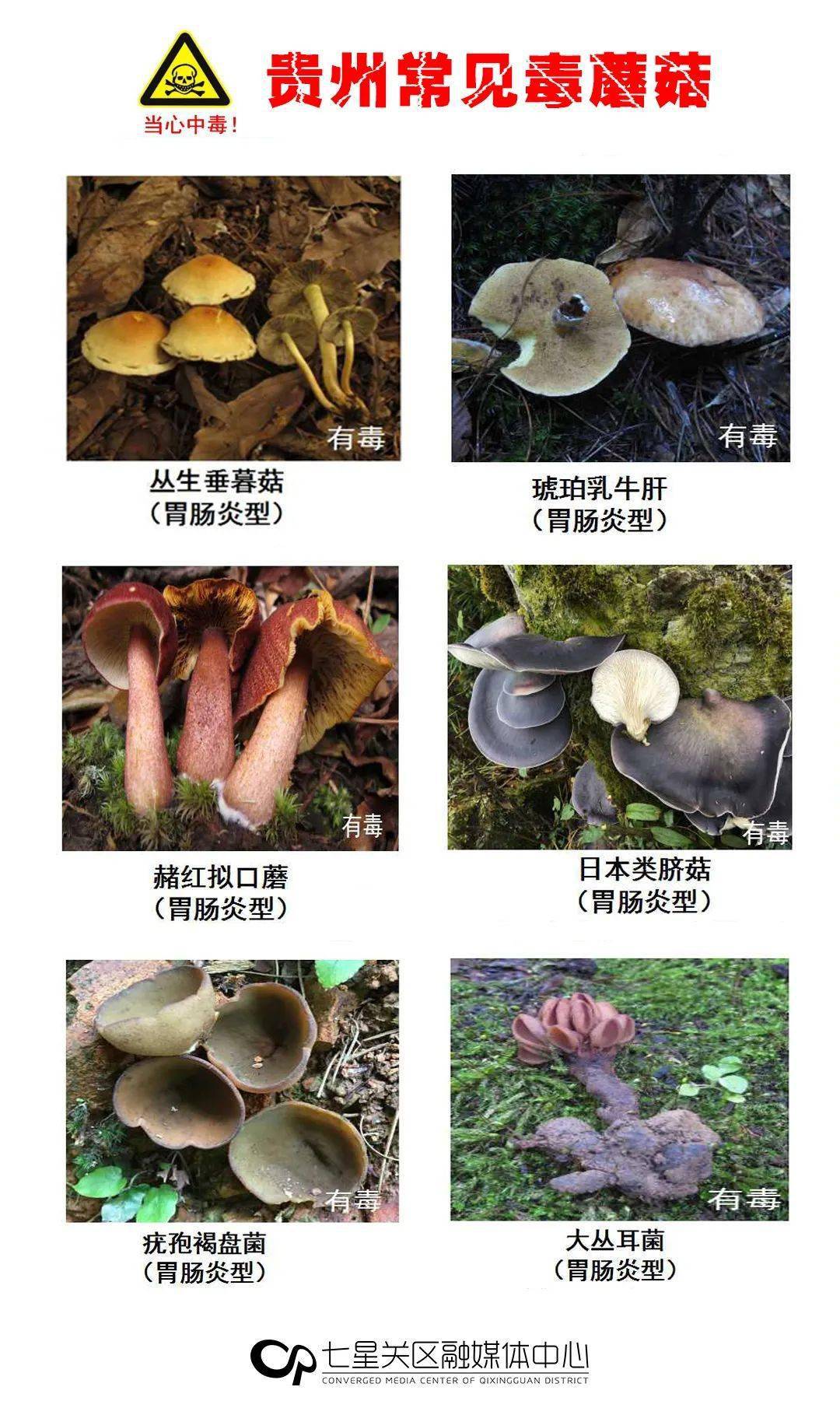 因此  毒菌中毒防控最好的措施  那么  哪些野生菌有毒呢?