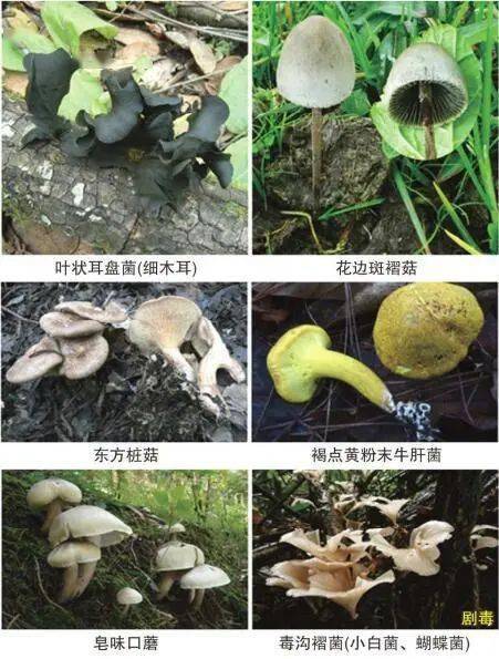 关于防范食用野生菌,毒性中药材,野菜野果等中毒的告知书