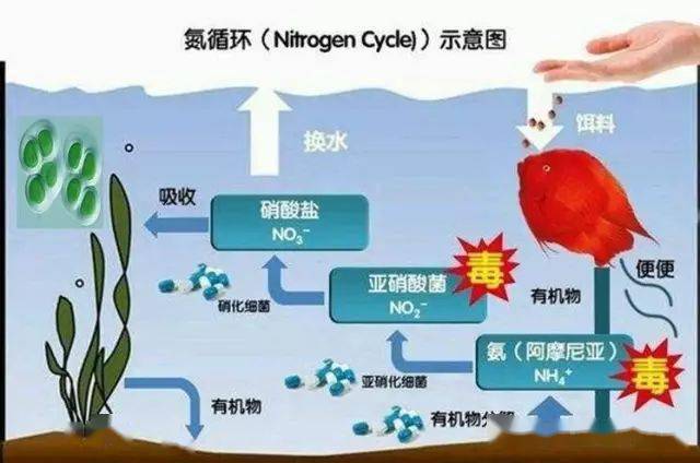 水体亚硝酸盐,氨氮升高该如何防控?