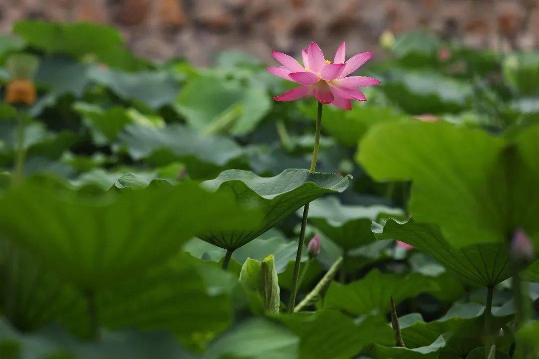 骤雨初歇简谱_骤雨初歇