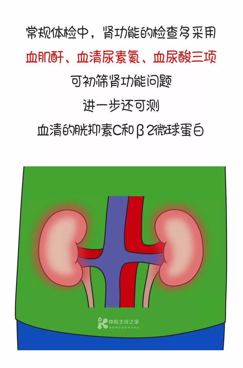 肾脏|肾功能指标主要看肌酐？错了！