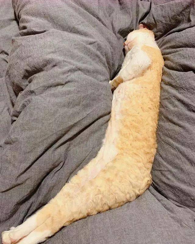 年拍|铲屎官必看!被誉为拍猫教父的他,70年拍猫历史全在这