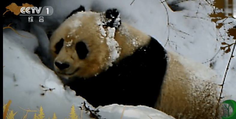 大熊猫河里冲浪上演国宝式狗刨 （福利视频如下）