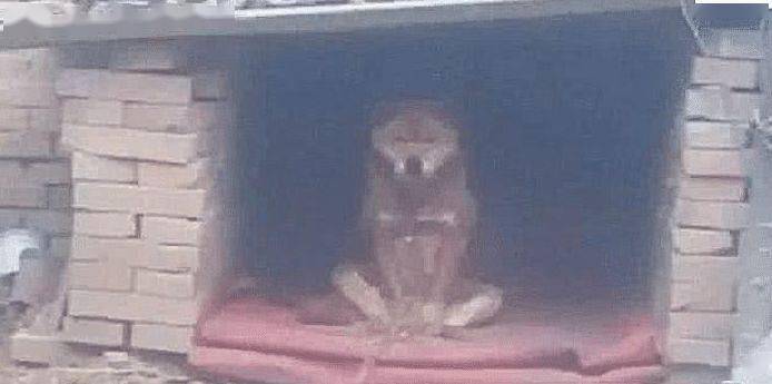 土狗坐在主人床上 186710707c8743a69dc1db6af462563e.jpeg