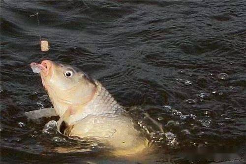 啥也不是的鱼 8d0c6aaf6fc8466cb02f0dc65f561084.jpeg