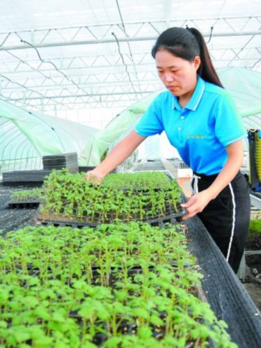 创业|大学生当“新农人” 现代农业显身手
