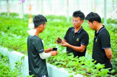 创业|大学生当“新农人” 现代农业显身手