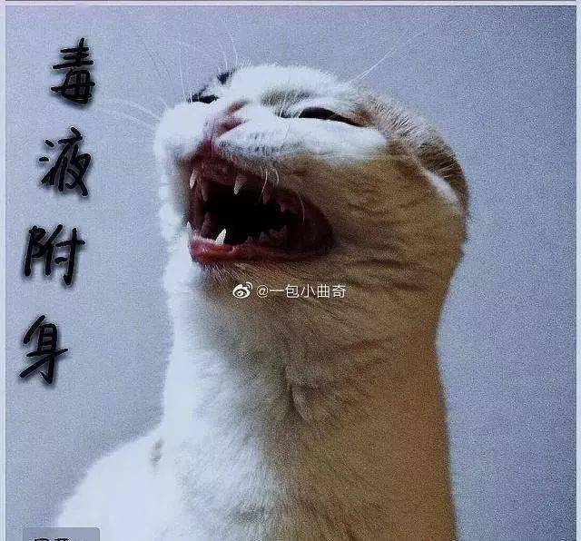 年拍|铲屎官必看!被誉为拍猫教父的他,70年拍猫历史全在这