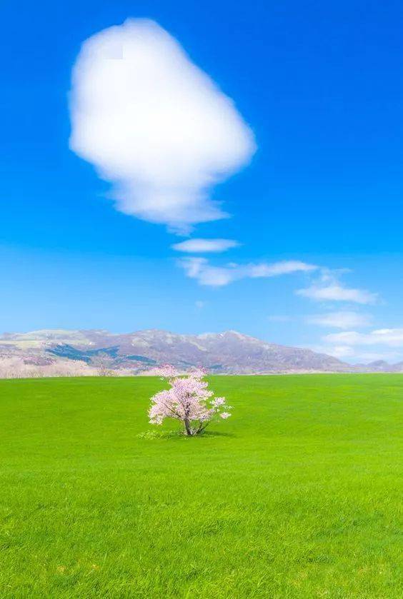 草场纷飞,仿佛闻到了春天的味道