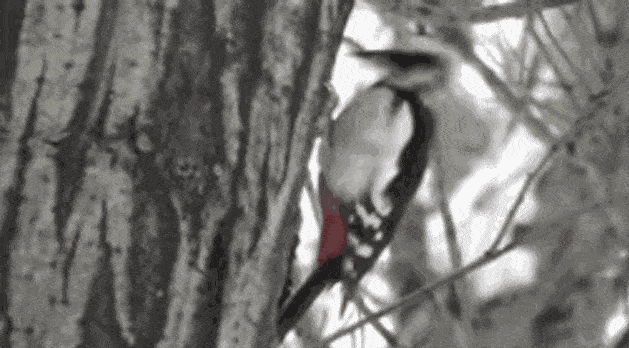 4912551800234c28b5597e205f5c4600.gif