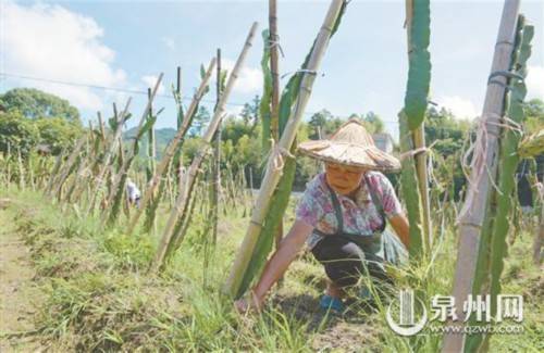 瑞坂村|6000株火龙果苗撑起致富梦