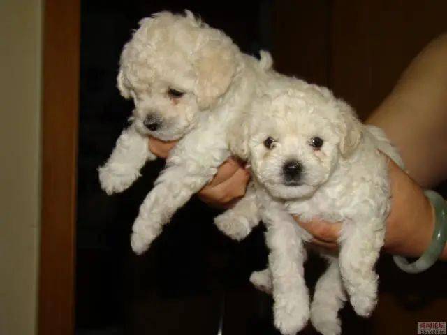 贵宾犬天生聪明且外形高贵,一身的卷毛很是抢眼,带它出去回头率可是