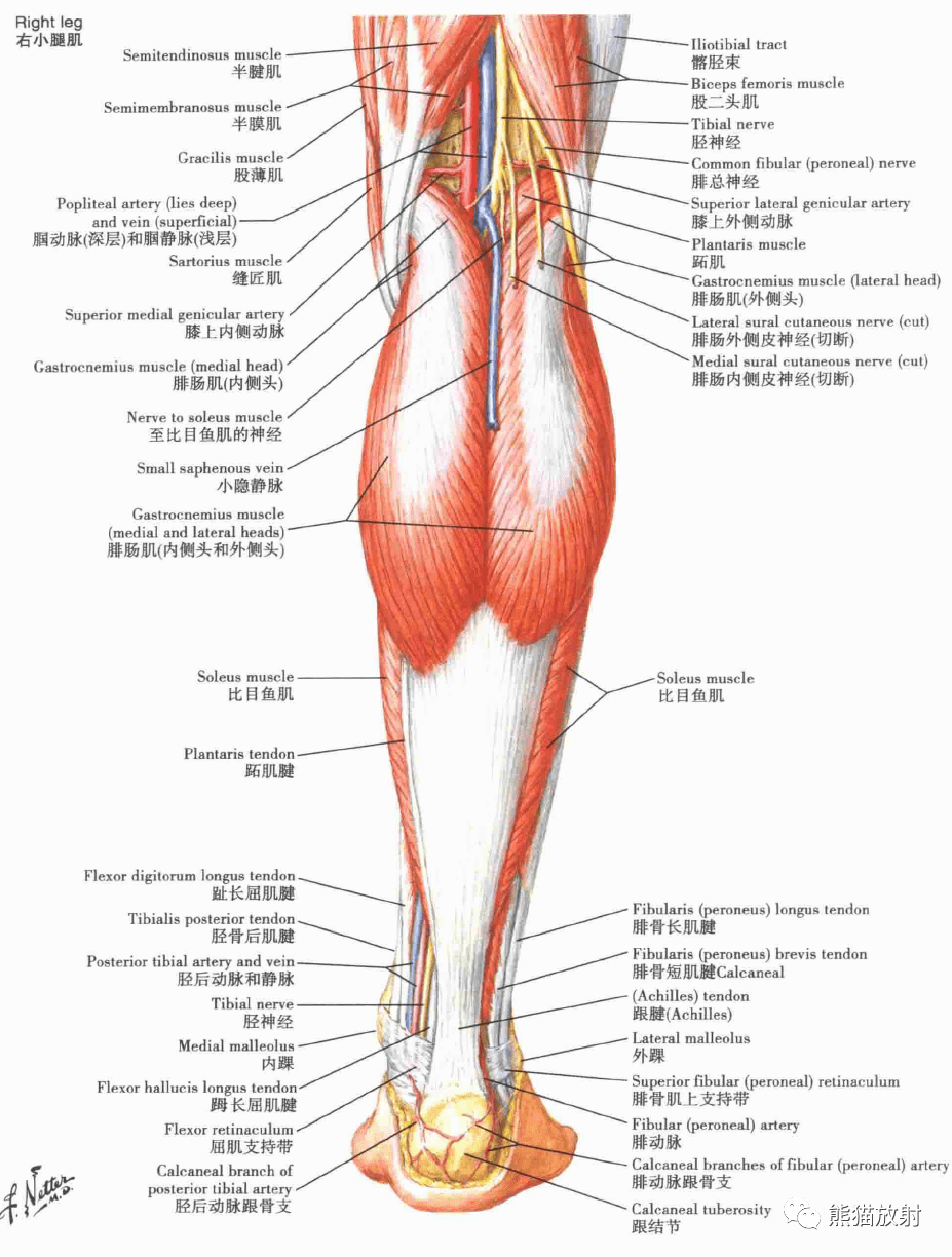 小腿肌(浅层解剖):后面观小腿肌的附着区胫骨和腓骨膝,小腿和足的