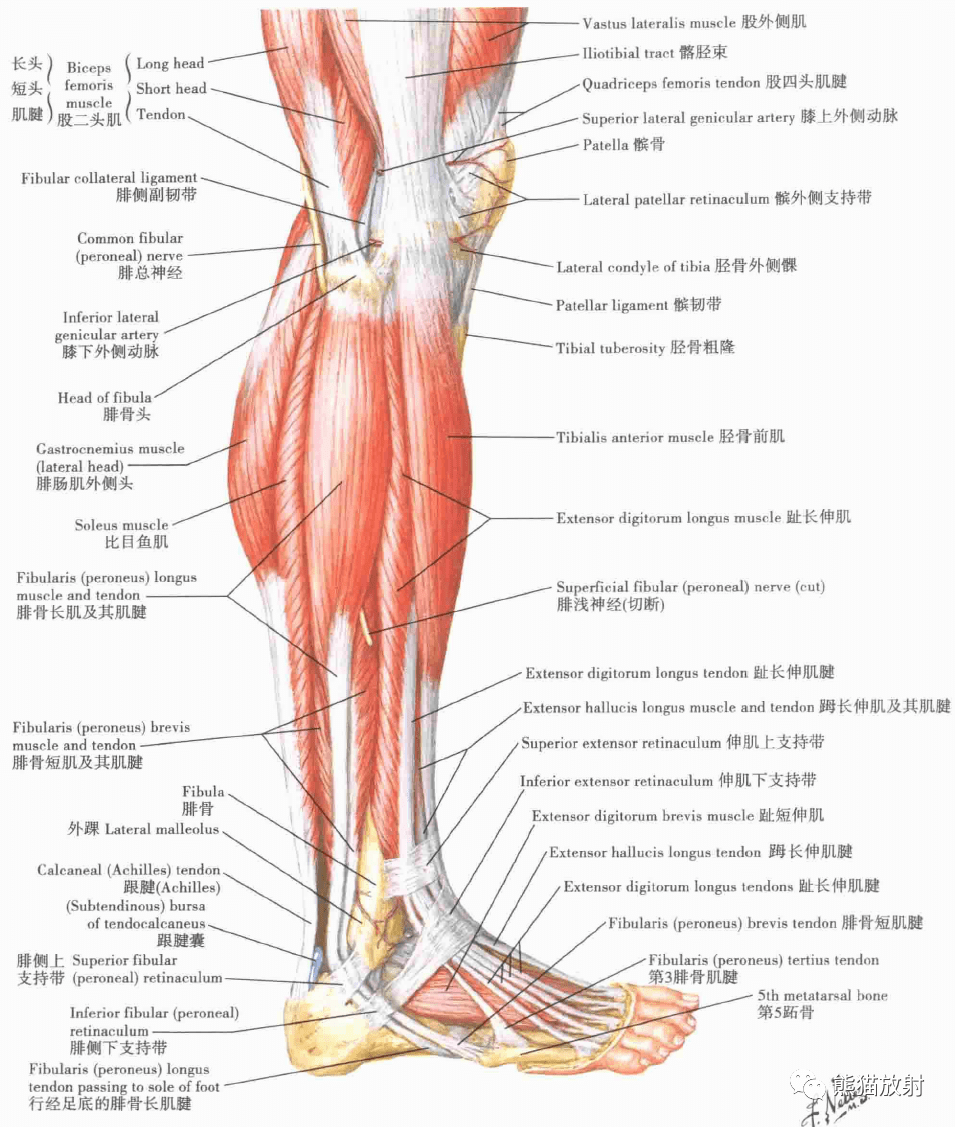 后面观小腿肌(浅层解剖):后面观小腿肌的附着区胫骨和腓骨膝,小腿和足