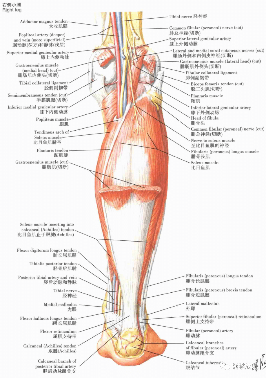 超清晰的下肢小腿踝与足解剖图
