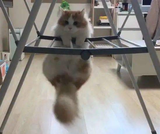 猫咪和狗子搞笑 c60b65d519f1408dbba4bdb425534faa.jpeg