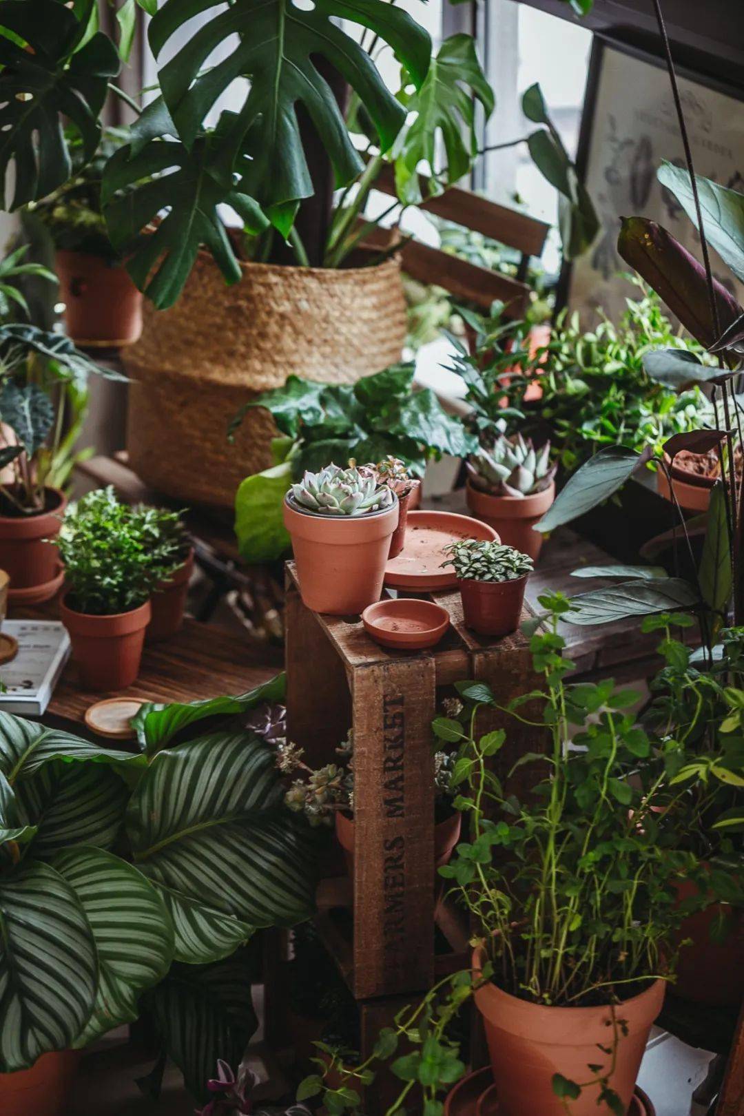 植物|她们的家，美得很让人种草