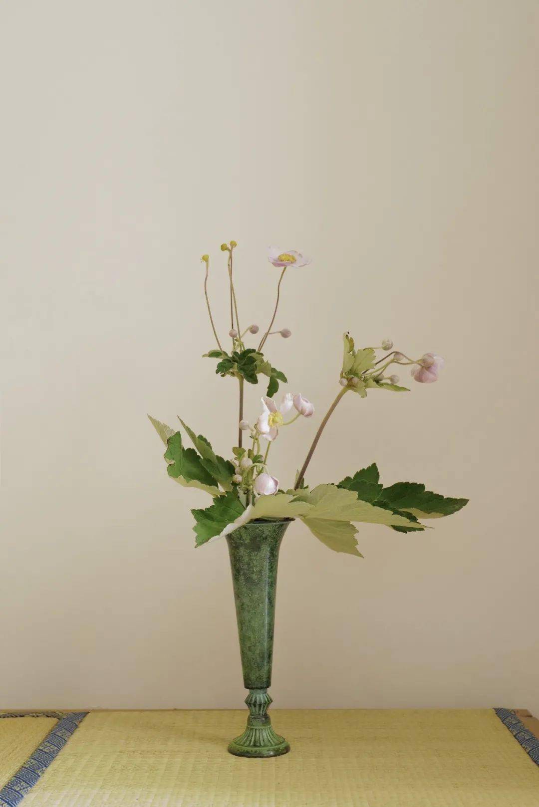 植物|她们的家，美得很让人种草