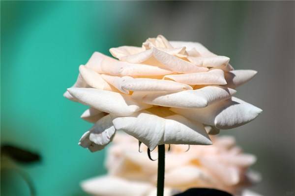 生活|顿悟人生的经典文案，睿智深刻，总结得真到位！