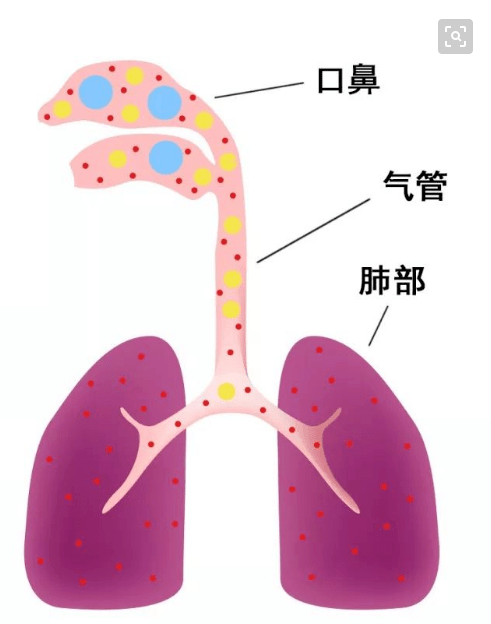 急性上呼吸道感染最常见的致病菌是 b368b226b3824753aff6a5c44acf3183.png