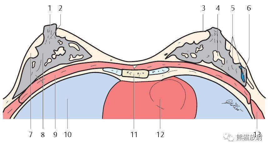 解剖收藏丨女性生殖系统,乳腺解剖图谱