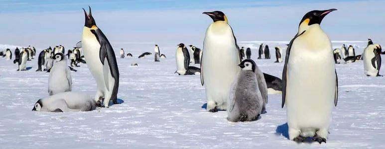 跟着粑粑,科学家找到了南极帝企鹅新的栖息地