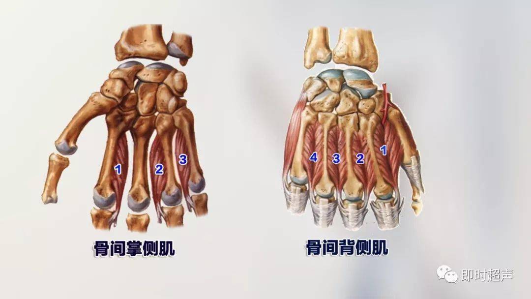 解剖骨肌丨详细的上肢解剖图示注解