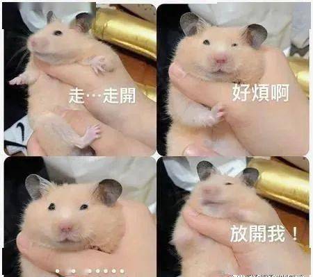 画面|原来小动物拍照也会摆POSE!网友意外捕捉到一个经典画面