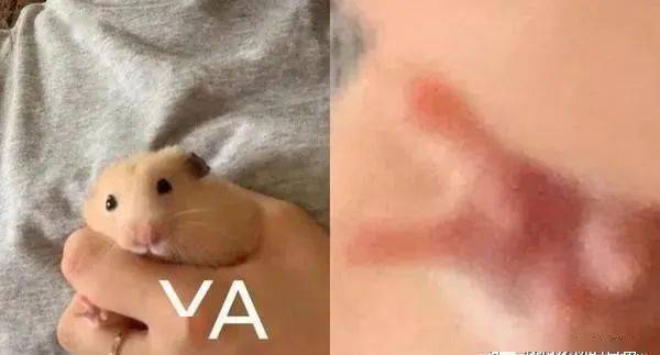 画面|原来小动物拍照也会摆POSE!网友意外捕捉到一个经典画面