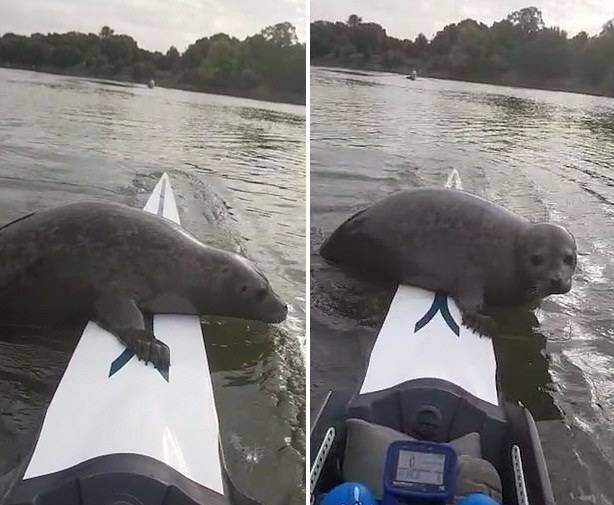 克里斯·范·海登|英国两男子泰晤士河划赛艇时遇海豹“搭顺风车”