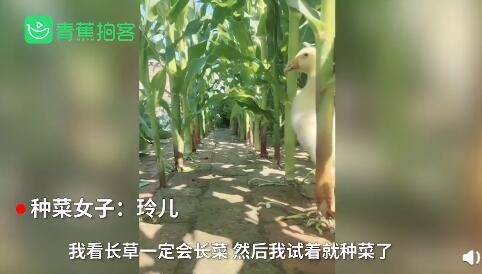 青蕉|神奇！女子在院子里砖头缝中种瓜果蔬菜长势喜人