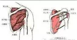 6,肩背部功能受限 7,肩周炎 第四组:肩关节(孟肱关节) 紧张(缩短)肌肉