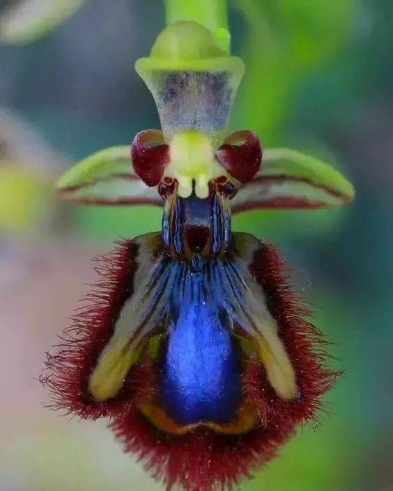 绿叶|稀世奇花今天终于开了！1500年才拍到一次！见者增福添寿！