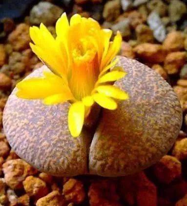 绿叶|稀世奇花今天终于开了！1500年才拍到一次！见者增福添寿！