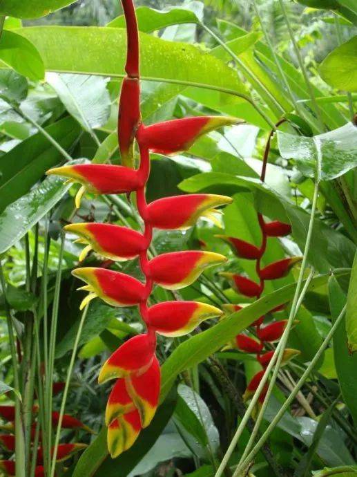 绿叶|稀世奇花今天终于开了！1500年才拍到一次！见者增福添寿！