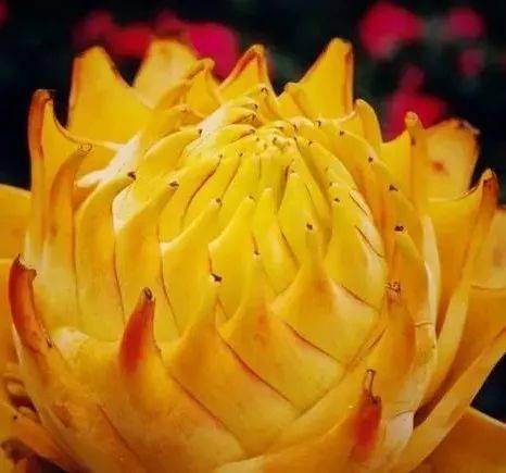 绿叶|稀世奇花今天终于开了！1500年才拍到一次！见者增福添寿！