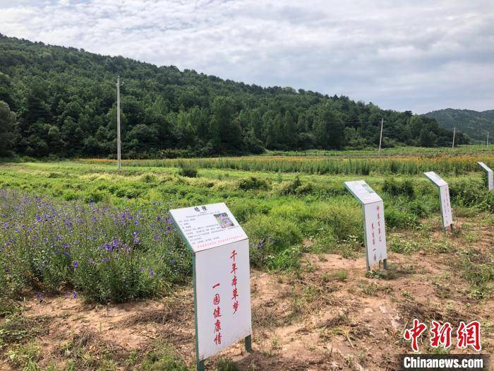 山药|太行深山药飘香 中药材成山西和顺数千山民增收“良方”
