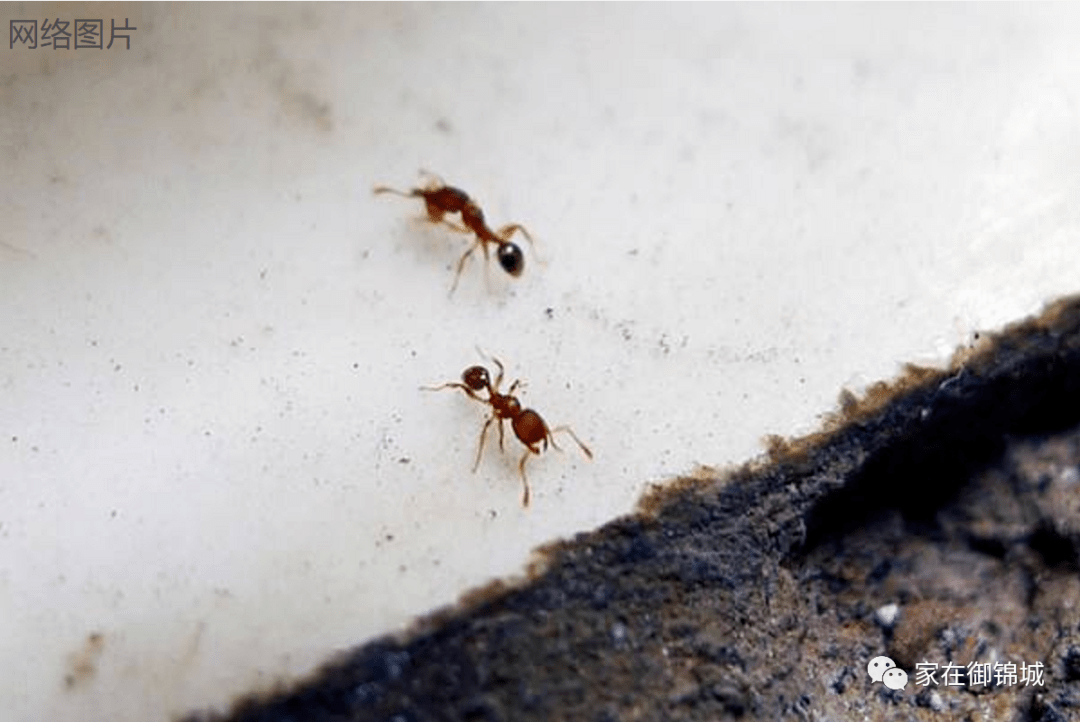 我家住在28楼,7月底在家里桌子上首次发现了几只偏红褐色的蚂蚁,后来
